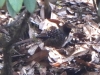 DSCN 5426.jpg Garrulaxe ocellé Garrulax ocellatus sur la route de Mandala à Phudung