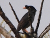 DSCN 5762.jpg Martin forestier Acridotheres fuscus au Baligora Eco Camp