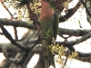DSCN 5807.jpg Perruche à moustaches Psittacula alexandre à l'extérieur du parc national de Nameri