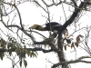 DSCN 5873.jpg Calao bicorne Buceros bicornis au parc national de Nameri
