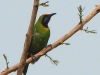 DSCN 5905.jpg Verdin à front d'or Chloropsis aurifrons à Nameri, Assam