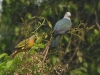 DSCN 5930.jpg Colombar à double collier & carcophage Pauline à Nameri, Assam