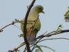 DSCN 5939.jpg Colombar à double collier Treron bicinctus à Nameri, Assam