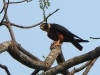 DSCN 5989.jpg Faucon aldrovandin Falco severus à Jia Bhoroli Wildlife Camp, Sonitpur, Assam