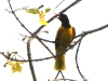 DSCN 6000.jpg Loriot à capuchon noir Oriolus xanthornus au Jia Bhoroli Wildlife Camp à Sonitpur, Assam