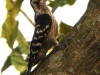 DSCDN 6450.jpg Pic à coiffe grise Dendrocopos canicapllus à Jia Bhoroli Wildlife Camp, Sonitpur, Assam