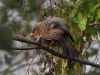 DSCN 6054.jpg Cratérope de brousse Turdoides striata à Jia Bhoroli Wildlife Camp, Sonitpur, Assam