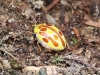 CH8A 0666.jpg Coccinelle dans la forêt d'Eaglenest WLS, dessous Bompu camp
