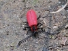 CH8A 0672.jpg Insecte dans la forêt d'Eaglenest WLS, dessous Bompu camp