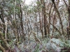 DSCN 3943.jpg Forêt à Eaglenest WLS