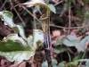 DSCN 3971.jpg Plante carnivore à Eaglenest SWL