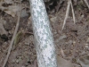 DSCN 4206.jpg Plante cobra à Eaglenest WLS dessous Bompu Camp