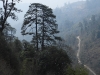 DSCN 5076.jpg Sapin de l'Himalaya oriental, Abies spectabilis, à Mandala