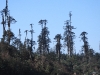 DSCN 5365.jpg Forêt de sapins de l'Himalaya oriental, Abies spectabilis, à Mandala