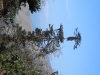 DSCN 5369.jpg Sapin de l'Himalaya oriental, Abies spectabilis, à Mandala