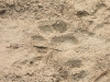 DSCN 5853.jpg Empreinte de tigre au Parc National de Nameri (Assam)