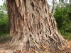 DSCN 5946.jpg Figuier étrangleur Ficus sp au Parc National de Nameri (Assam)