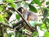 CH8A 1537.jpg Semnopithèque entelle à Jia Bhoroli Wildlife Camp, Sonitpur, Assam