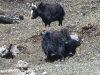 DSCN 4436.jpg Yaks dans la descente du col de Sela (Arunachal Pradesh)