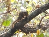 DSCN 5336.jpg Ecureuil à rayures, Dirang-Mandala Road (Arunachal Pradesh)