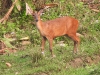 DSCN 5857.jpg Cerf aboyeur ou muntjac Muntiacus muntjak à Nameri (Assam)