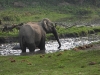 DSCN 5859.jpg Eléphant d'Asie Elephas maximus à Nameri (Assam)