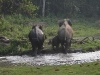 DSCN 5862.jpg Eléphants d'Asie Elephas maximus à Naméri (Assam)