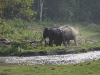DSCN 5863.jpg Eléphants d'Asie Elephas maximus à Nameri (Assam)