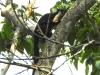 DSCN 5950.jpg Ecureuil géant Ratufa indica à Nameri (Assam)