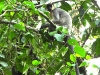 DSCN 5997.jpg Semnopithèque entelle à Jia Bhoroli Wildlife Camp, Sonitpur, Assam
