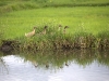 born 6788.jpg Canards d'élevage dans les rizières à Desavvanga au Sulawesi central