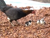 born 6790.jpg Poules se régalant dans les fèves de cacao à Desavvanga au Sulawesi central