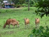 ch8a 2450.jpg Campagne à Halmahera aux Moluques