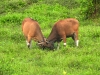 dscn 2952.jpg Vaches dans la nature dans le parc national Aketajavve-Lolobota à Halmahera aux Moluques