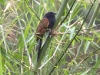 born 6670.jpg Coucal rufin Centropus bengalensis à Desavvanga au Sulawesi central