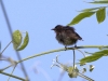 born 6751.jpg Dicée des Célèbes Dicaeum celebicum à Kaduwaa au Sulawesi central