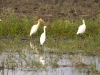 born 6855.jpg Hérons de Coromandel Ardea ibis à Desavvanga au Sulawesi central