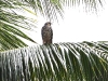 ch8a 2047.jpg Aigle de Weiske Hieraaetus weskei dans le parc national d'Aketajawe Lolobota à Halmahera