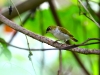 ch8a 2124.jpg Zosterops à gorge crême Zosterops atriceps dans le parc national d'Aketajawe Lolobota à Halmahera aux Moluques