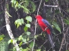 ch8a 2141.jpg Perruche tricolore Alisterus amboinensis dans le parc national d'Aketajawe Lolobota à Halmahera aux Moluques