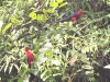 ch8a 2171.jpg Perruches tricolores Alisterus amboinensis dans le parc national d'Aketajawe Lolobota à Halmahera aux Moluques