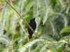 ch8a 2183.jpg Souimanga satiné Leptocoma aspasia dans le parc national d'Aketajawe Lolobota à Halmahera aux Moluques