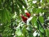 ch8a 2306.jpg Loris noiras Lorius garrulus dans le parc national d'Aketajawe-Lolobota à Halmahera aux Moluques