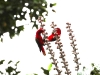 ch8a 2321.jpg Loris noiras Lorius garrulus dans le parc national d'Aketajawe-Lolobota à Halmahera aux Moluques