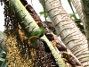 ch8a 2362.jpg Ptilope magnifique Ptilinopus hyogastrus dans le parc national d'Aketajawe-Lolobota à Halmahera aux Moluques