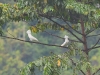 ch8a 2503.jpg Cacatoés blancs Cacatua alba dans le parc national d'Aketajawe-Lolobota à Halmahera aux Moluques