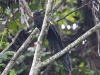 ch8a 2523.jpg Coucal goliath Centropus goliath dans le parc national d'Aketajawe-Lolobota à Halmahera aux Moluques