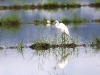 ch8a 2642.jpg Grande aigrette dans la région de Luwuk au Sulawesi central