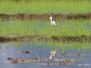 ch8a 2643.jpg Echasse d'Australie Himanthopus leucocephalus dans la région de Luwuk au Sulawesi central