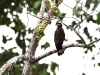 ch8a 2652.jpg Serpentaire des Célèbes Spilornis rufipectus aux environs de Luwuk au Sulawesi central